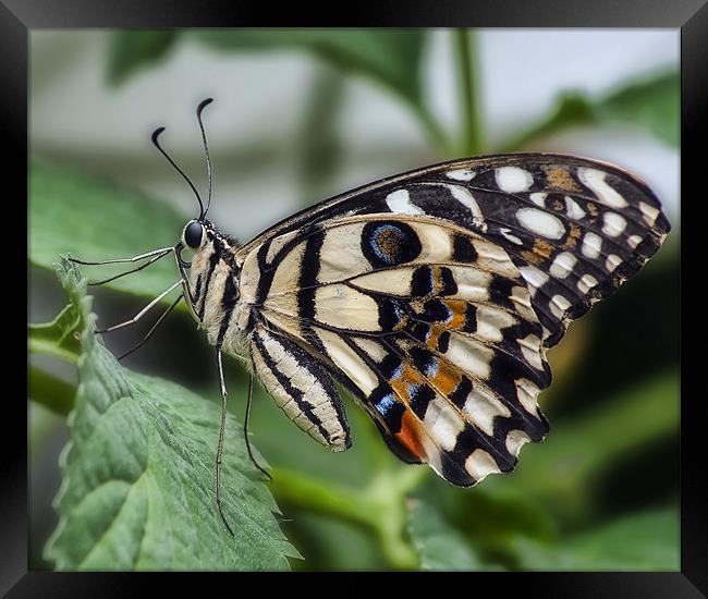 Papilio demoleus Framed Print by Sam Smith