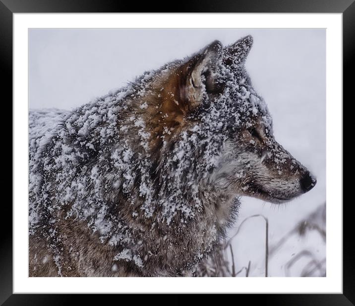 Snowy Wolf Framed Mounted Print by Sam Smith