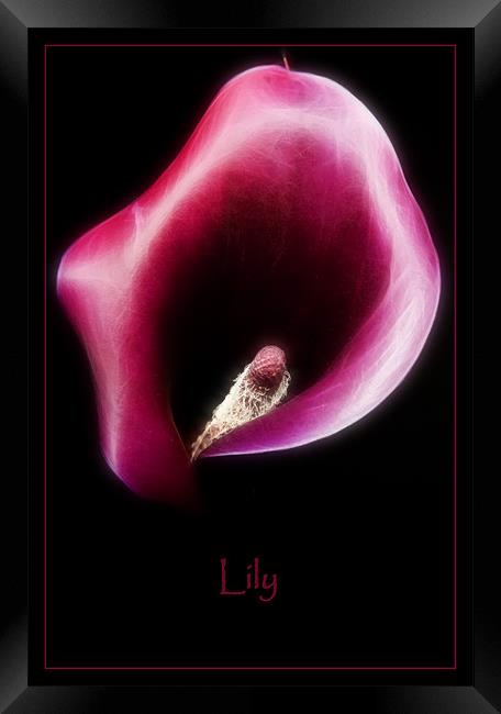 Lily Framed Print by Sam Smith