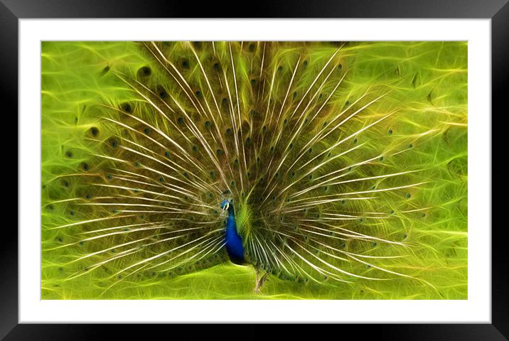 Peacock Framed Mounted Print by Sam Smith