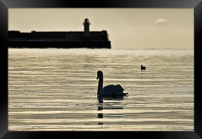Swan Framed Print by Sam Smith