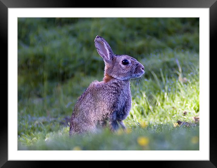 Wild hare Framed Mounted Print by Sam Smith