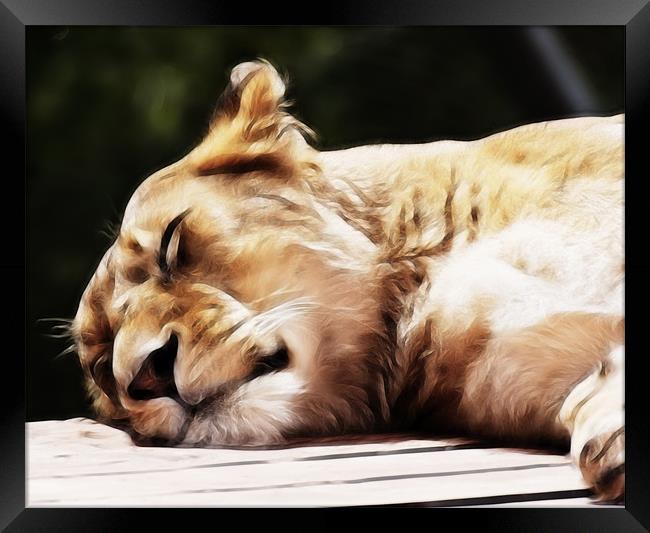 Sleeping Lioness Framed Print by Sam Smith