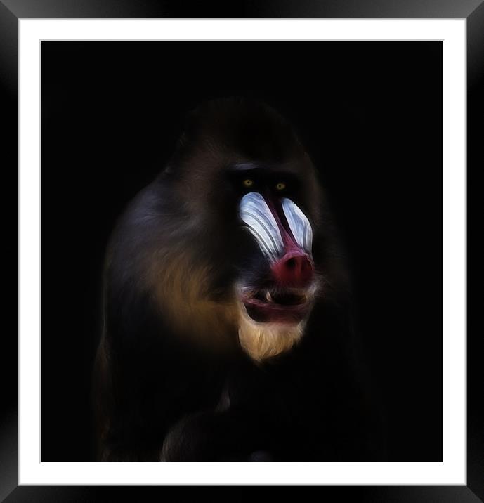 Mandrill Framed Mounted Print by Sam Smith