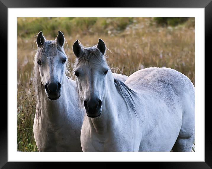 Horses Framed Mounted Print by Sam Smith