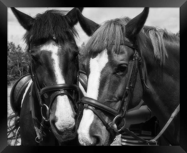 Horses Framed Print by Sam Smith