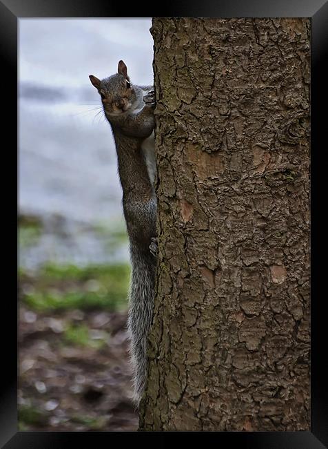 Grey squirrel Framed Print by Sam Smith