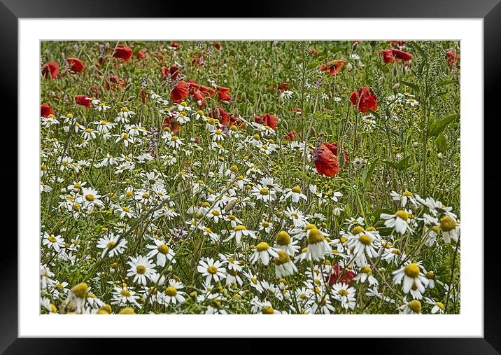 Wild Flowers Framed Mounted Print by Sam Smith