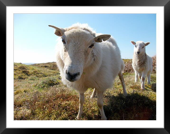 Curious sheep Framed Mounted Print by kelly williams
