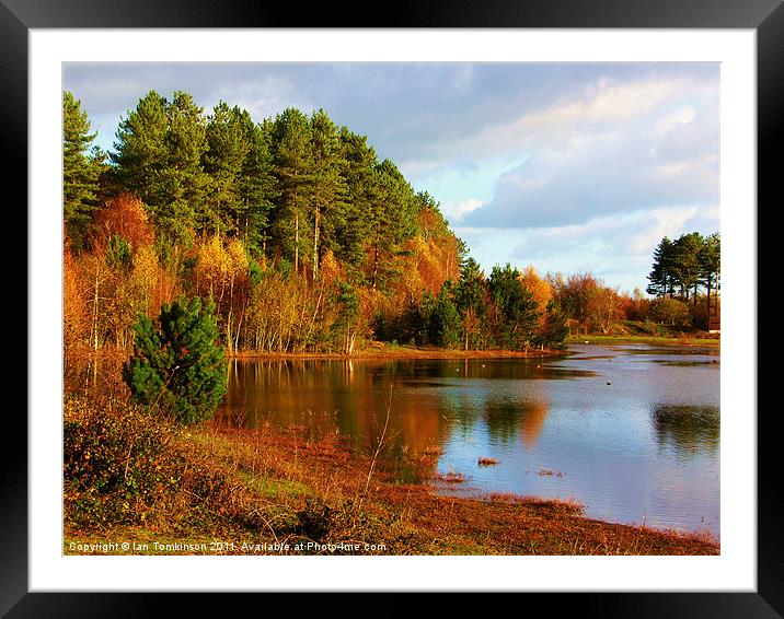 Autumn at Newborough Forest Framed Mounted Print by Ian Tomkinson