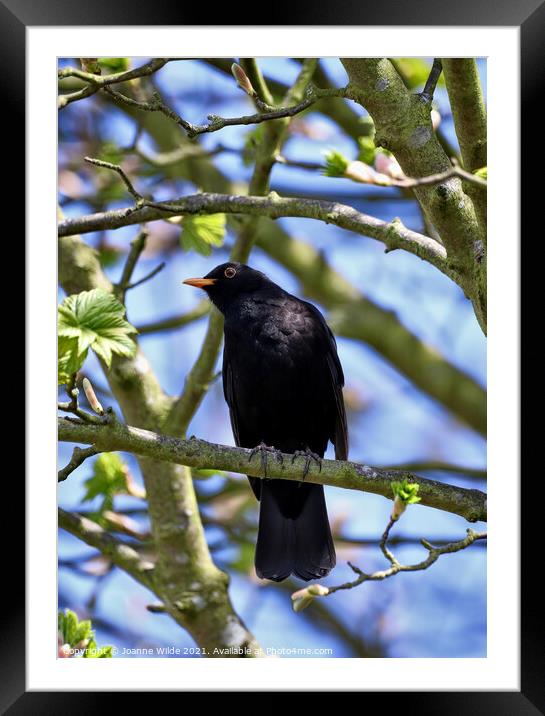 Singing Blackbird Framed Mounted Print by Joanne Wilde