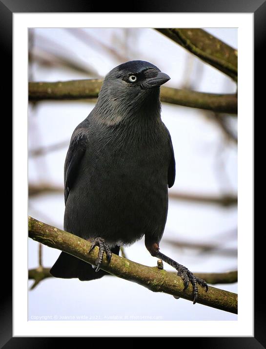 A small bird perched on a tree branch Framed Mounted Print by Joanne Wilde