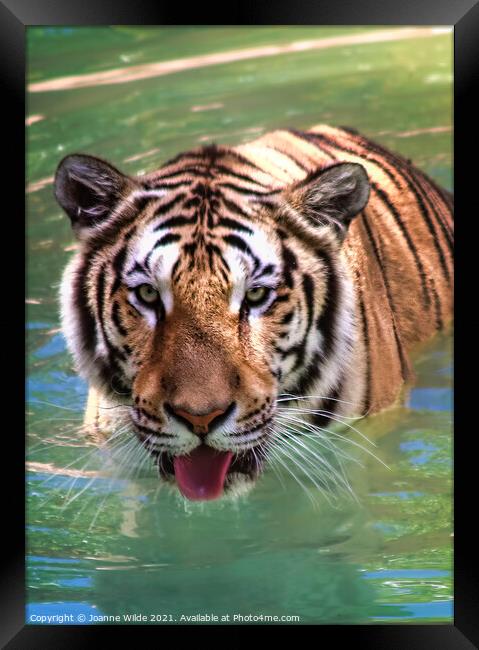 Tiger  Framed Print by Joanne Wilde