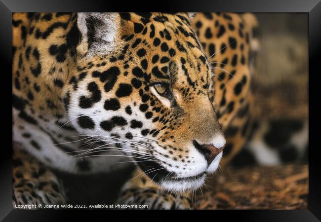 leopard Framed Print by Joanne Wilde