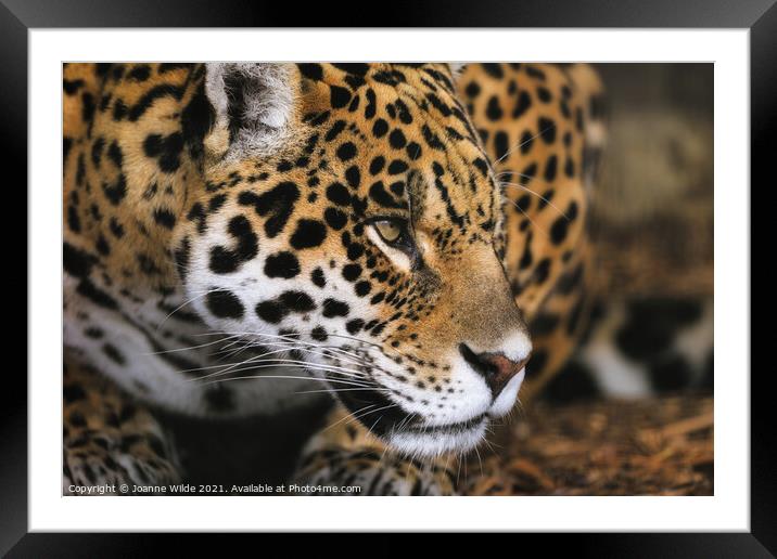 leopard Framed Mounted Print by Joanne Wilde
