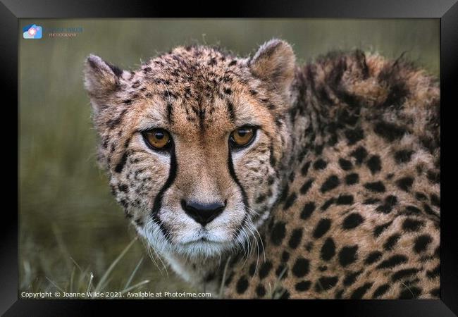 Cheetah Framed Print by Joanne Wilde