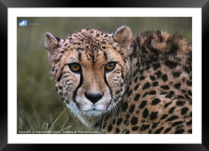 Cheetah Framed Mounted Print by Joanne Wilde