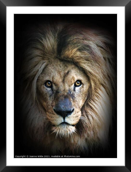 Lion Framed Mounted Print by Joanne Wilde