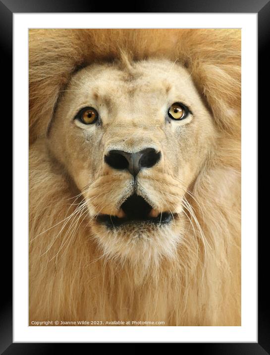 Lion Framed Mounted Print by Joanne Wilde