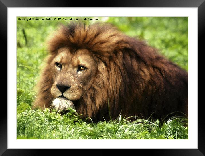 Lion Framed Mounted Print by Joanne Wilde