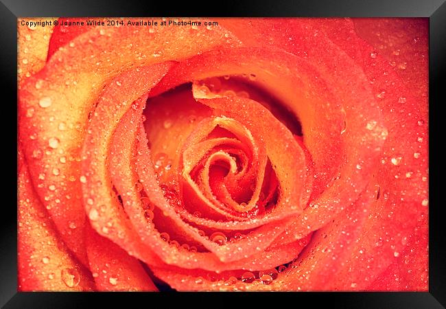 Orange and Yellow Rose Framed Print by Joanne Wilde