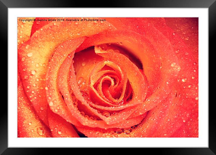 Orange and Yellow Rose Framed Mounted Print by Joanne Wilde