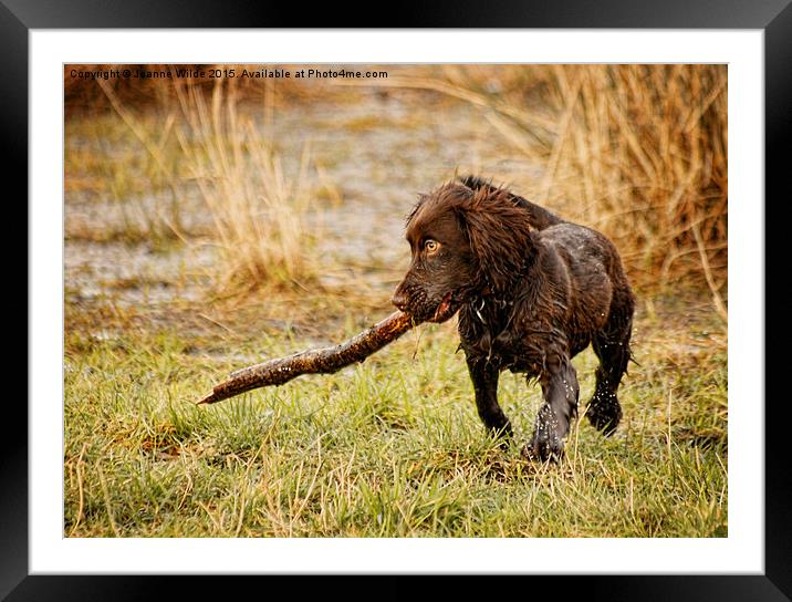  Working Cocker Spaniel Framed Mounted Print by Joanne Wilde