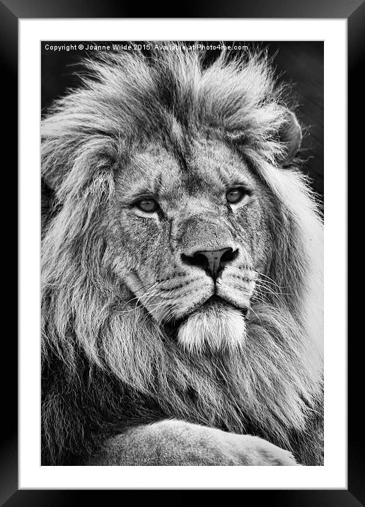  Lion King Framed Mounted Print by Joanne Wilde