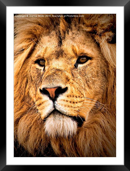  Lion Framed Mounted Print by Joanne Wilde