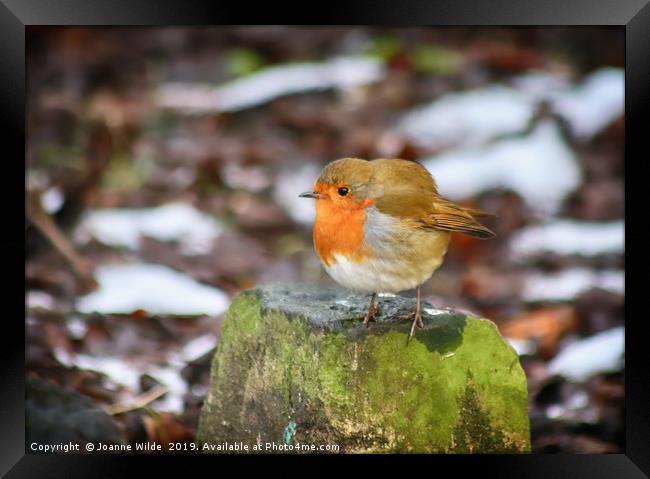 Robin Framed Print by Joanne Wilde