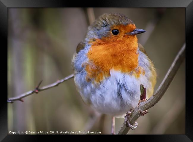 Robin Framed Print by Joanne Wilde