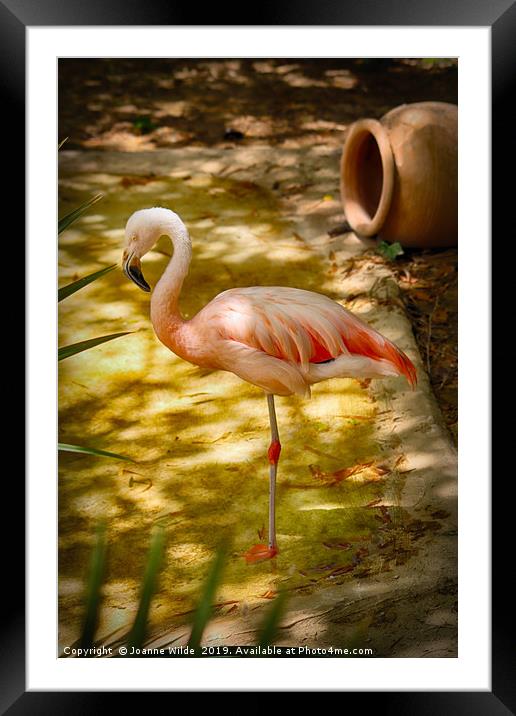 Flamingo Framed Mounted Print by Joanne Wilde