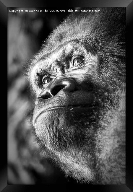 Gorilla Framed Print by Joanne Wilde