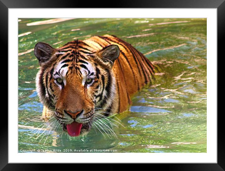 Tiger Framed Mounted Print by Joanne Wilde