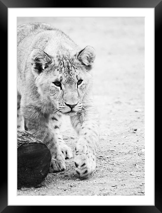 Lion cub on the prowl Framed Mounted Print by Joanne Wilde