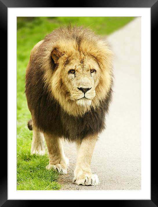 Lion Framed Mounted Print by Joanne Wilde