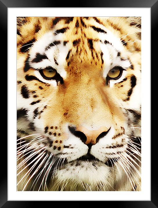 Tiger Close Up Framed Mounted Print by Joanne Wilde