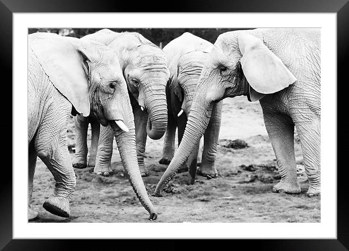A Herd of Elephants Framed Mounted Print by Joanne Wilde