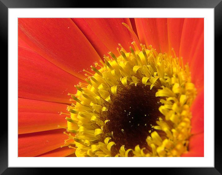 Floral Glow Framed Mounted Print by james sanderson