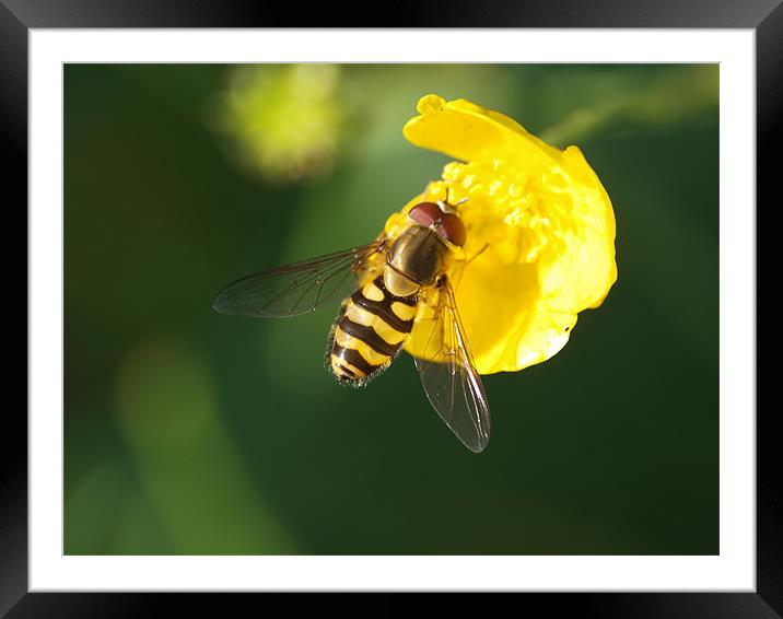 Hover Fly Framed Mounted Print by james sanderson