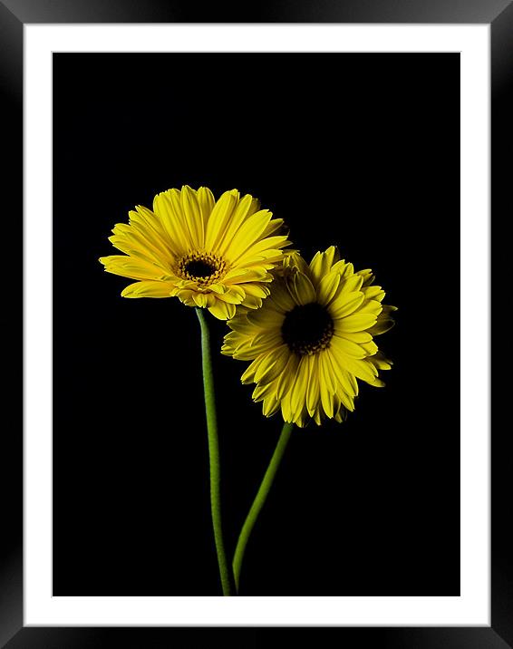 Simply Yellow Framed Mounted Print by james sanderson