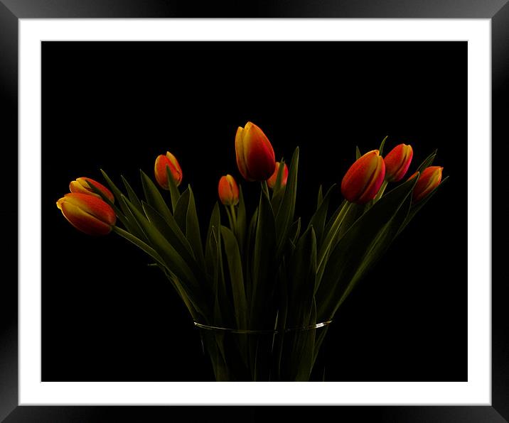 Tulips Framed Mounted Print by james sanderson