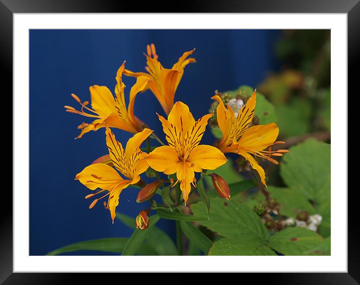 Tiger Lily Framed Mounted Print by james sanderson