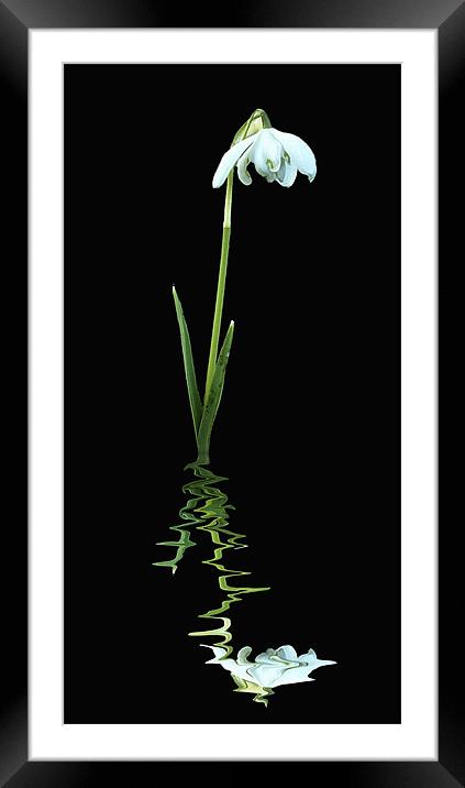 Snowdrop upon reflection Framed Mounted Print by james sanderson