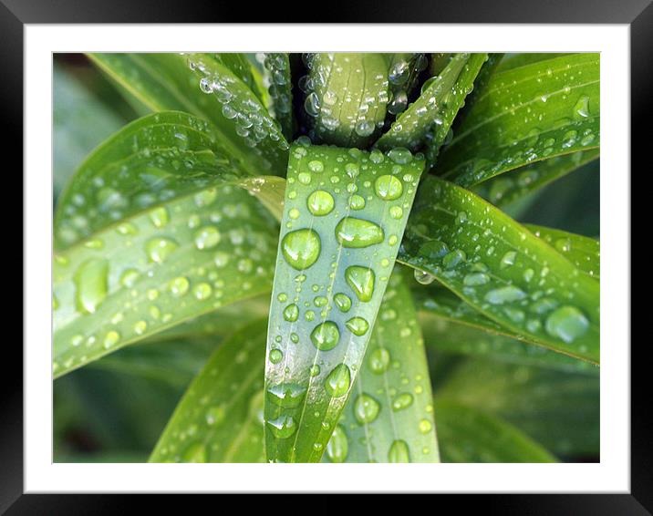 Green drops Framed Mounted Print by james sanderson