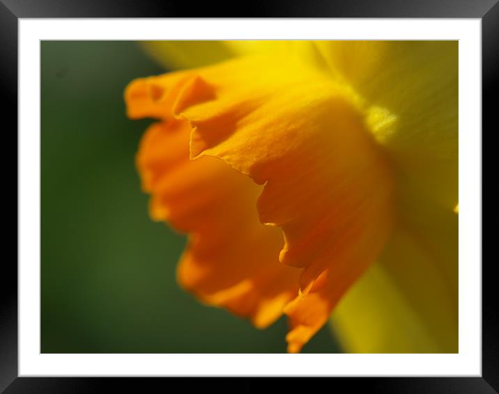 Don't be daff'ed Framed Mounted Print by james sanderson