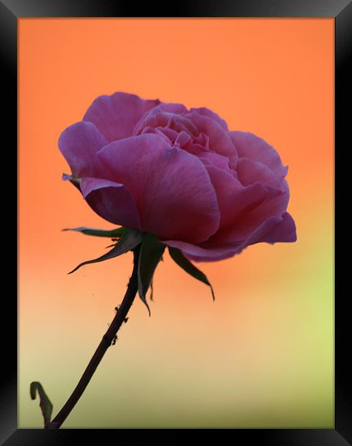 Pink Rose Framed Print by Simon H