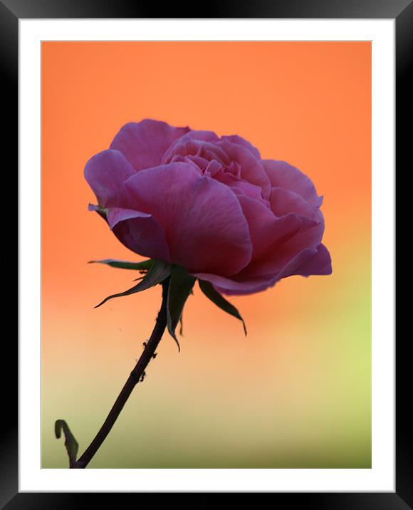 Pink Rose Framed Mounted Print by Simon H