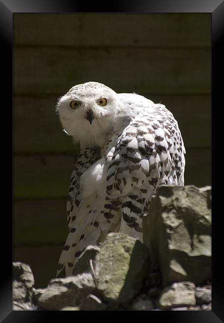 Snowy Owl Framed Print by Simon H