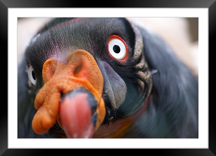 King Vulture Framed Mounted Print by Adam Jesney